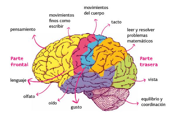 ¿cuáles Son Las Funciones Del Cerebro Revista Femeninaemk 0371